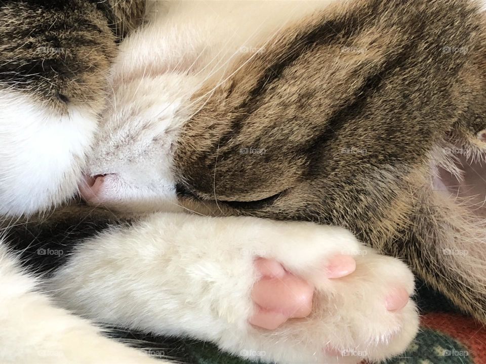 My cat Dot, curled up asleep with her little, pink bean toes on display