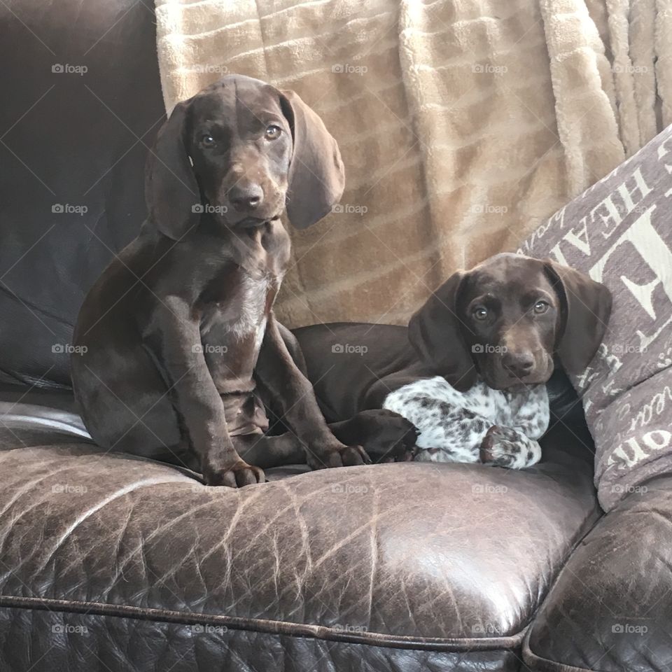 Tired puppies but still curious 