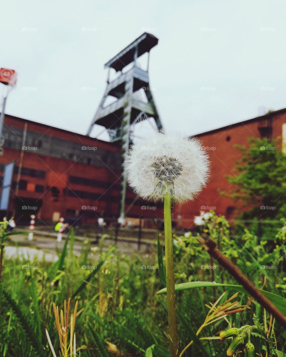 Dandelion at the Ewald colliery 💚🌻