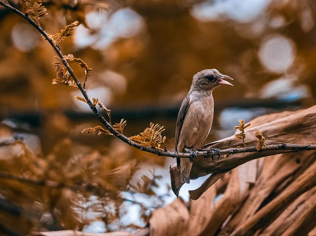 Bird photography  - Fall Season - Withering shades