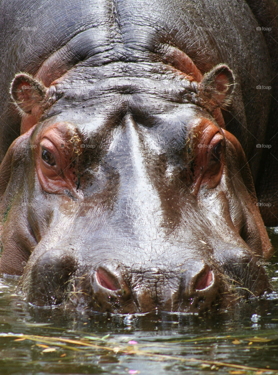 Portrait of hippoptamus in lake