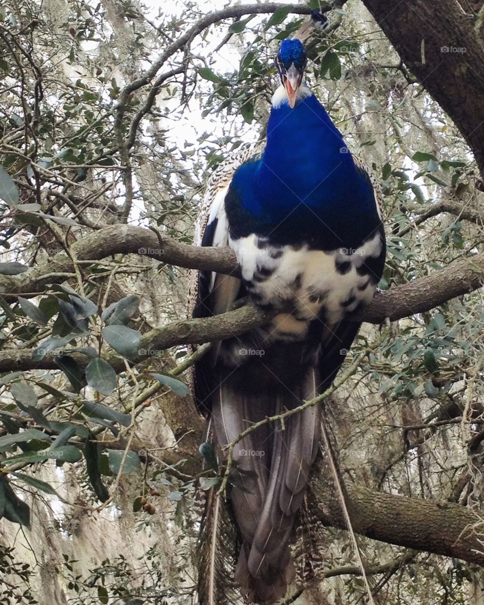 Peacock 
