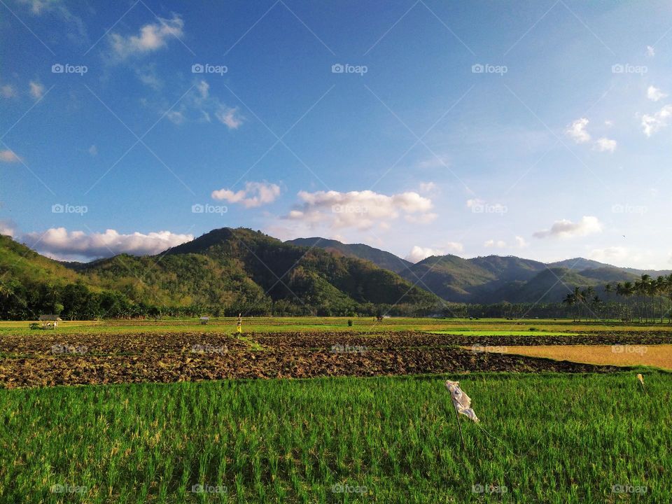 ricefield