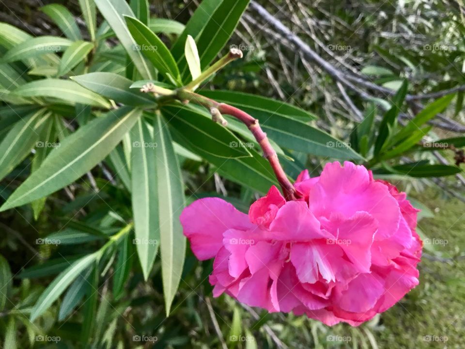 Hawaiian flora