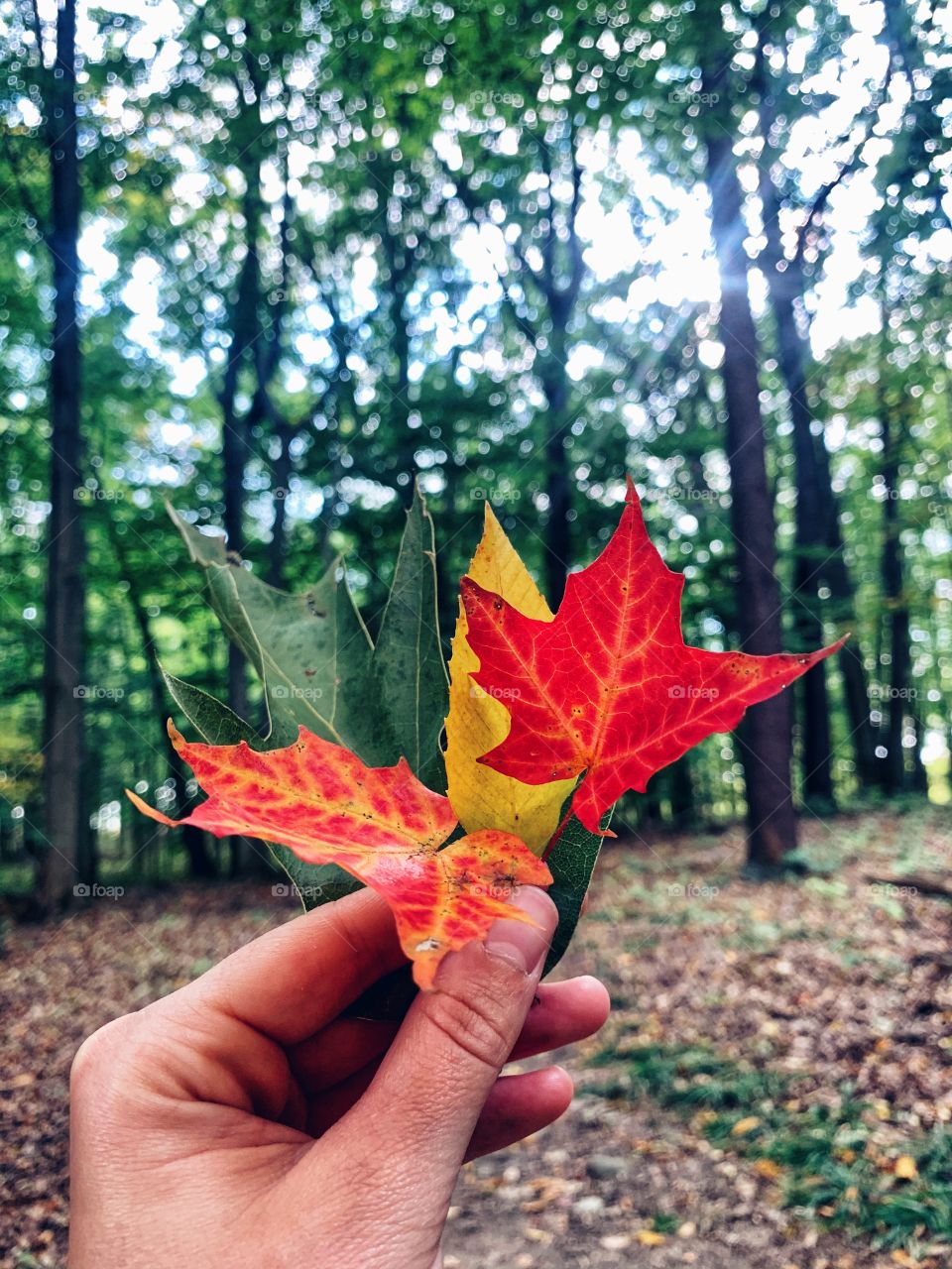 Fall is in the air 