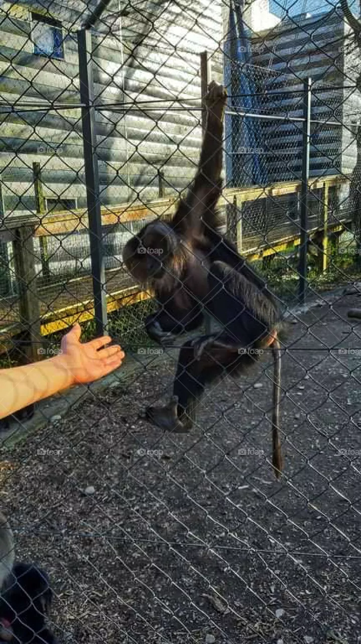 Trying to become a friend with a monkey