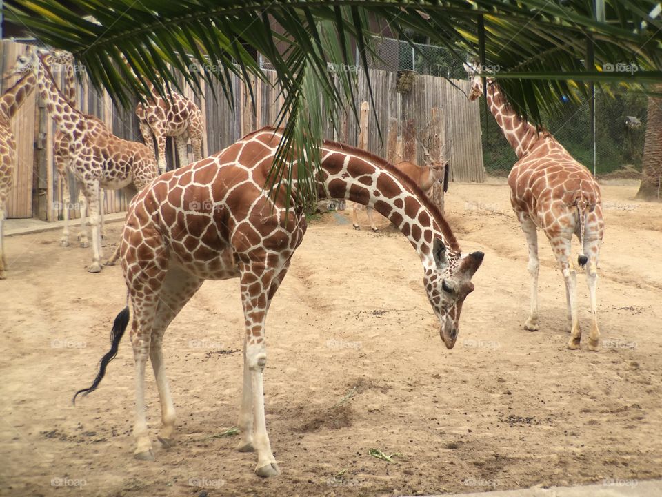 Giraffes at Zoo 