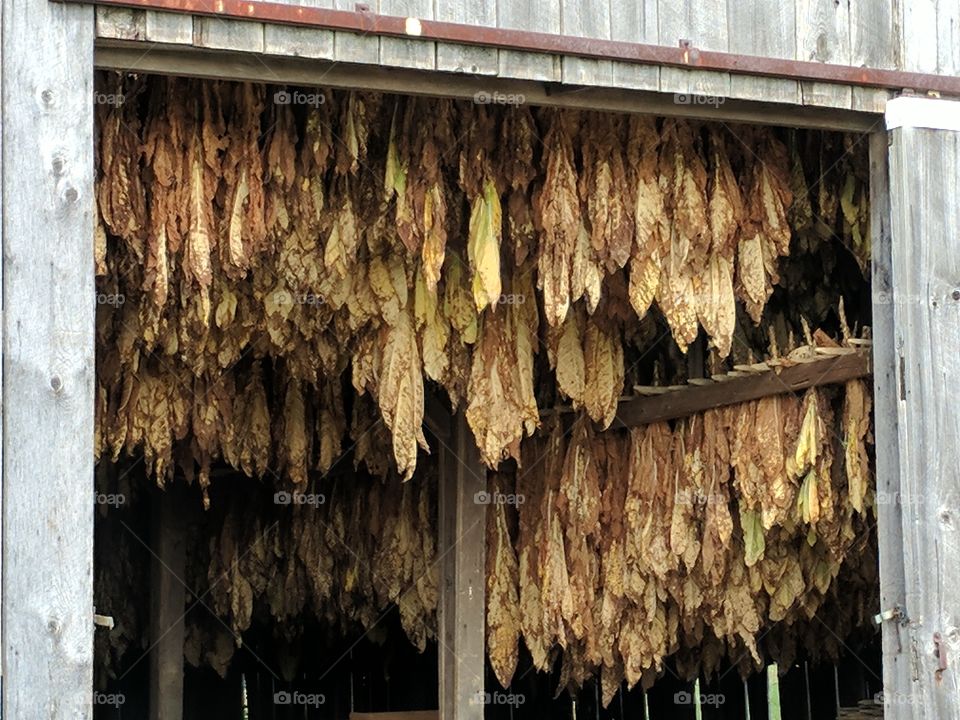 hanging tobacco