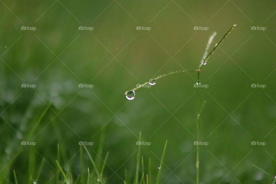 Morning Dew