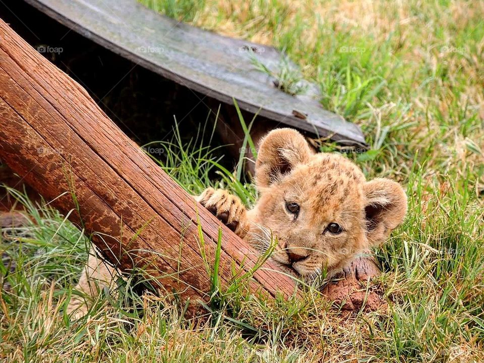 cub