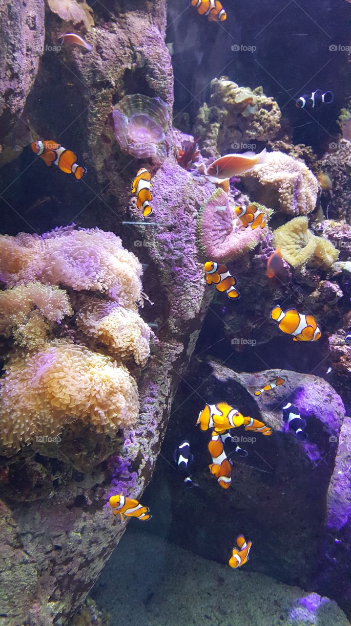 A school of clownfish 