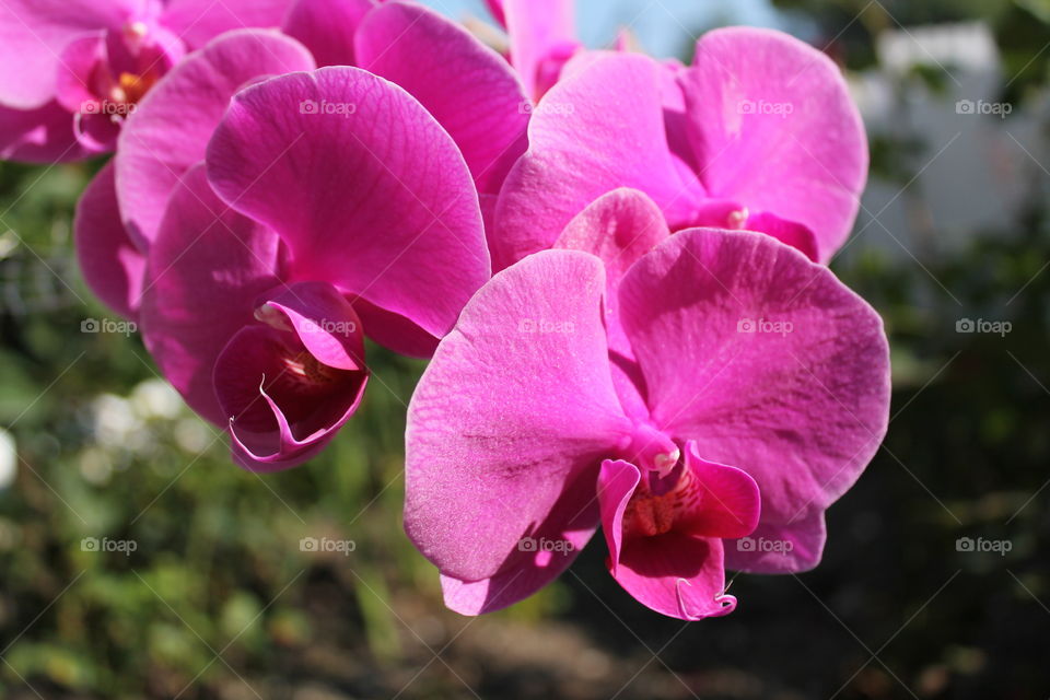 Orhidee. Pink orchid