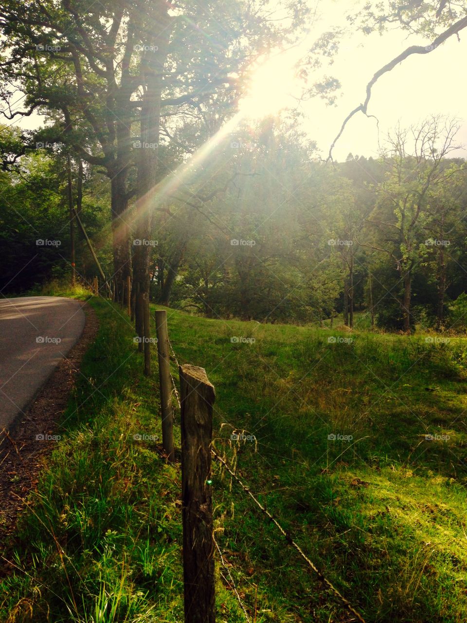 Wood, Landscape, No Person, Road, Tree