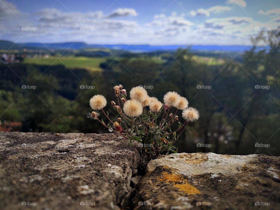 Steinblumen