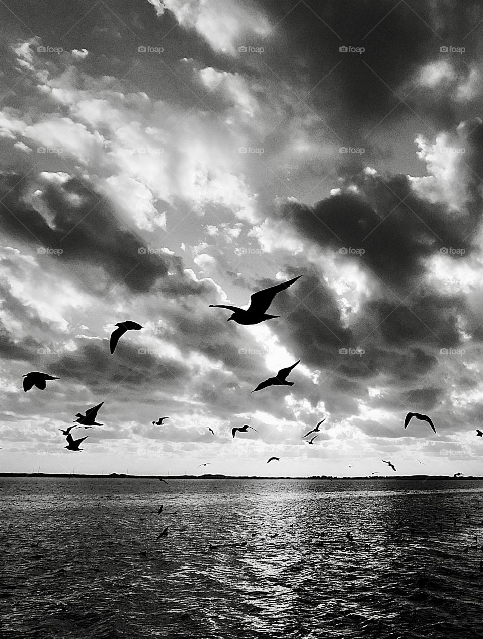 Birds flying over the Gulf of Mexico 