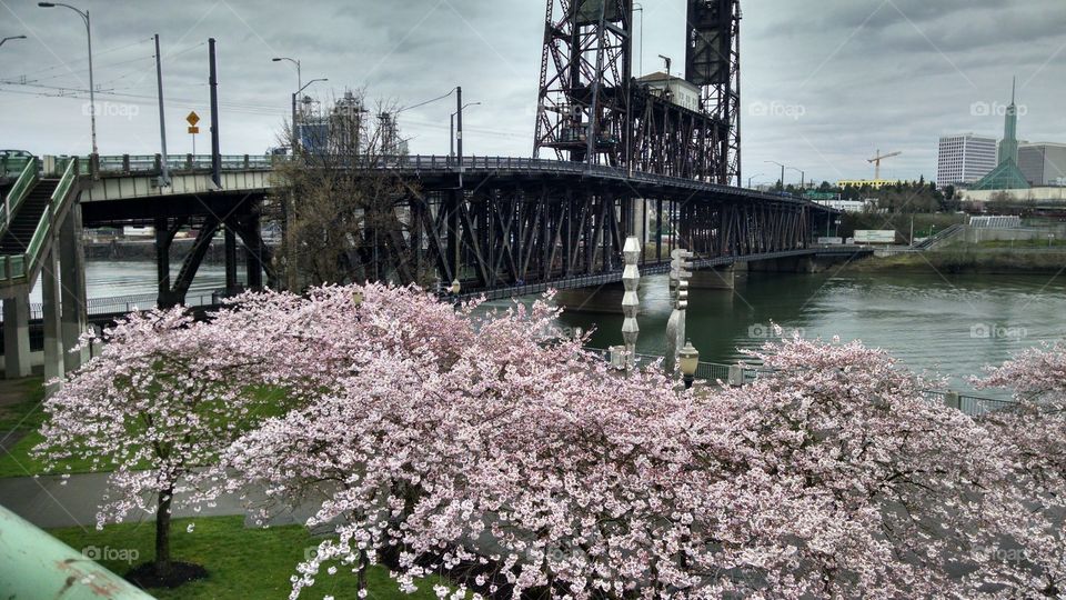 Cherry Blossoms