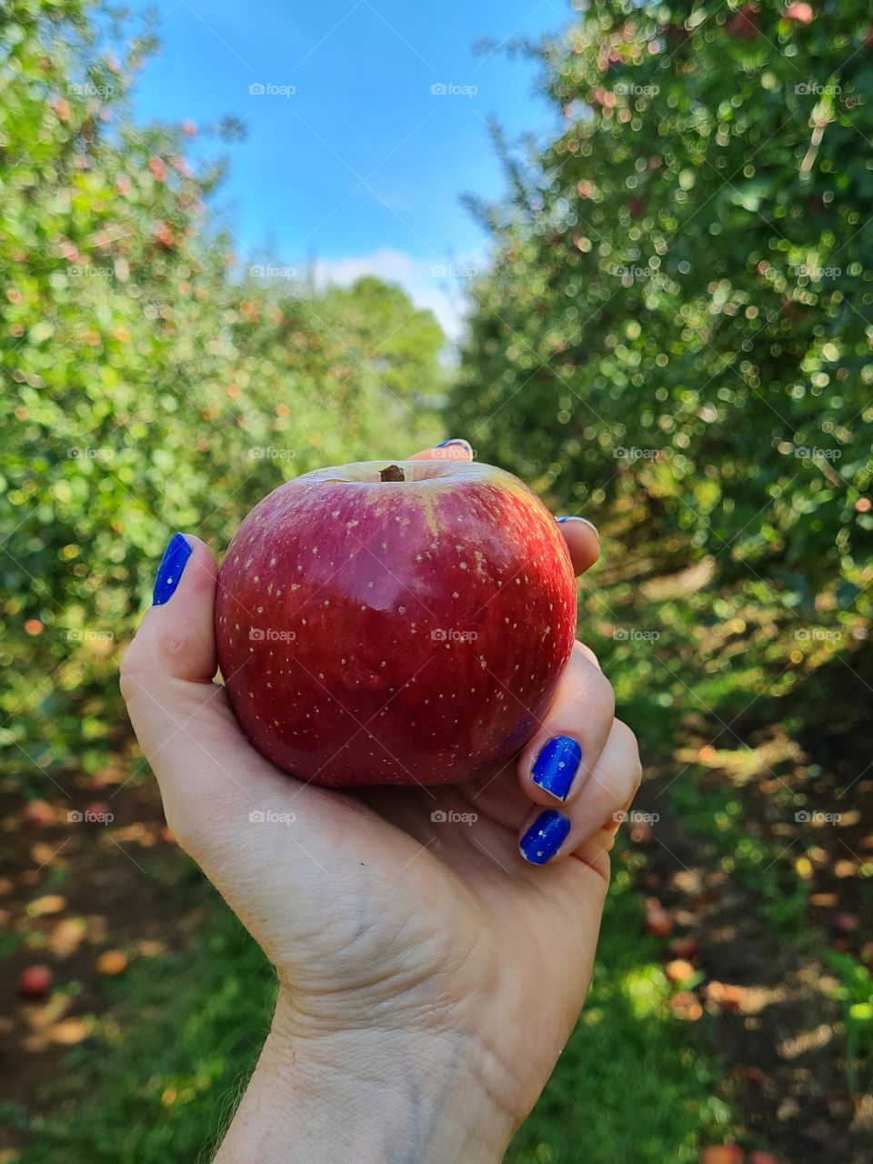 Red and delicius apple