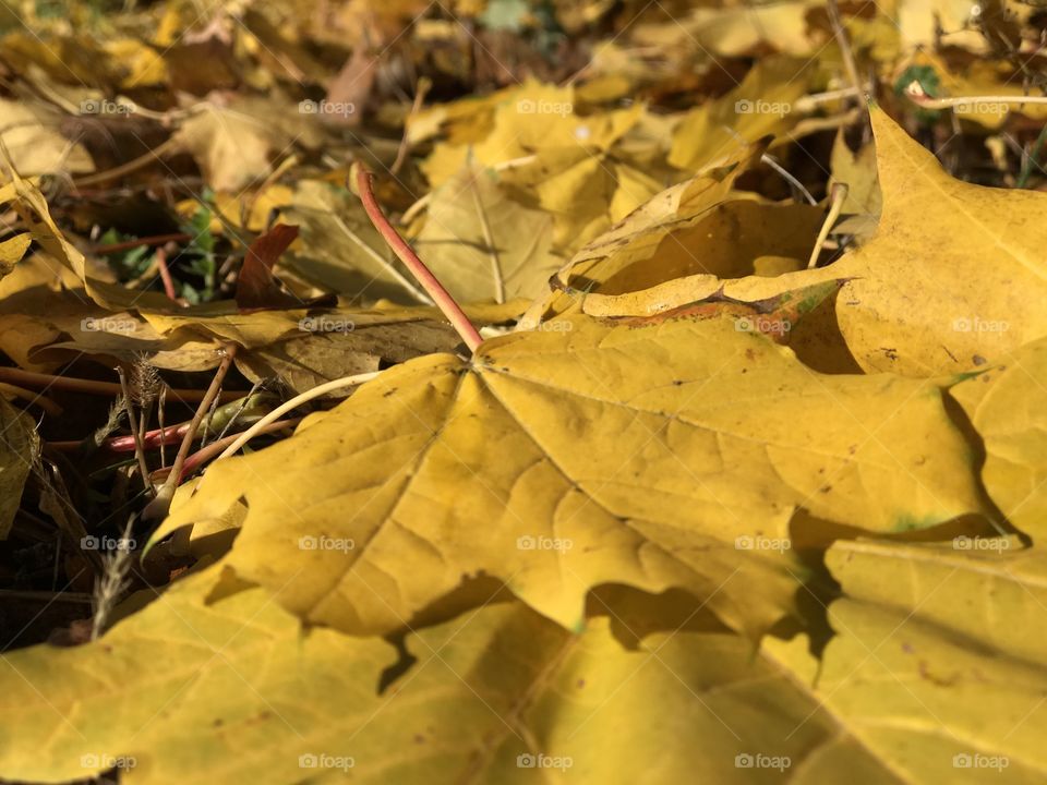 Yellow autumn leaf