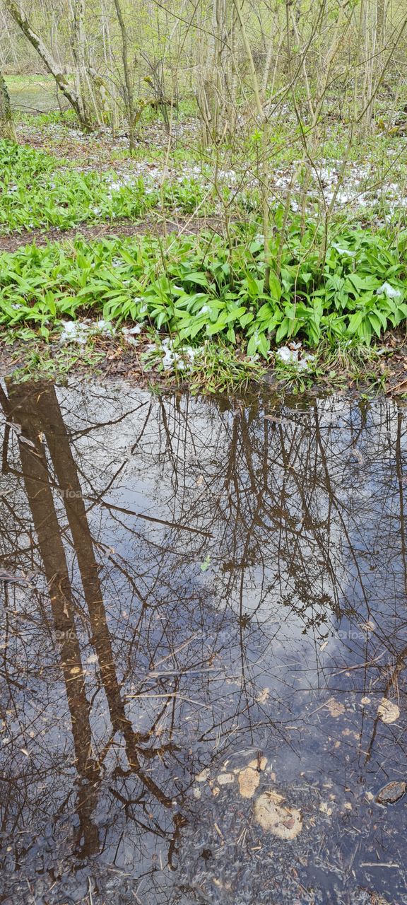 Puddles of water mirroring