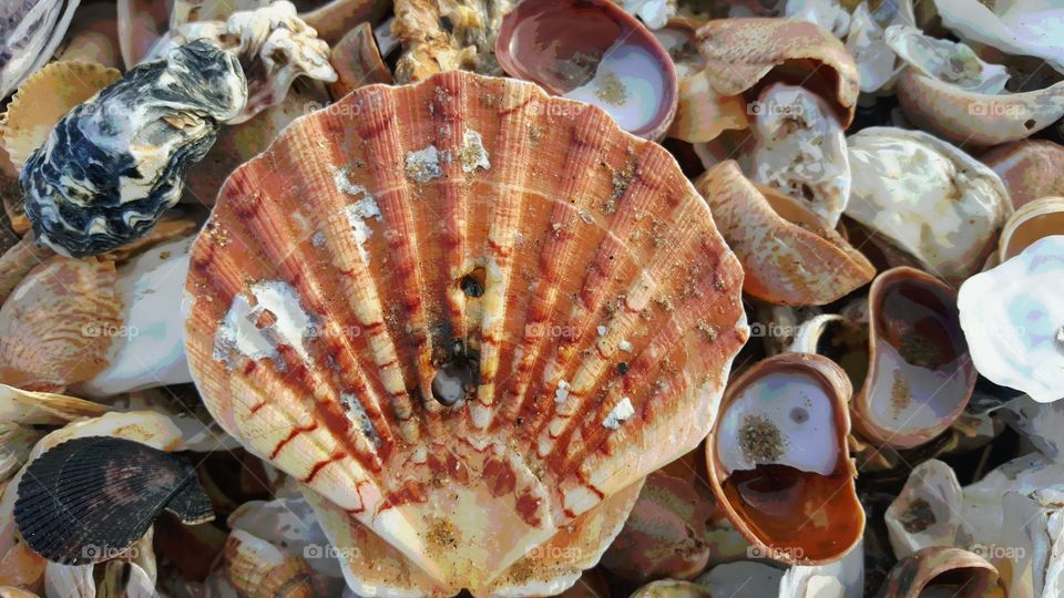High angle view of sea shells