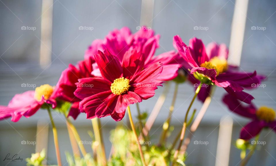 A Gathering of the Cosmos