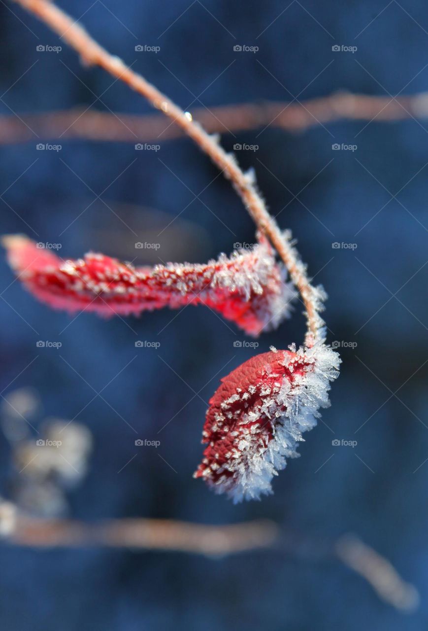 different types of bushes and grass covered with frosty icy needles in the first frost of November