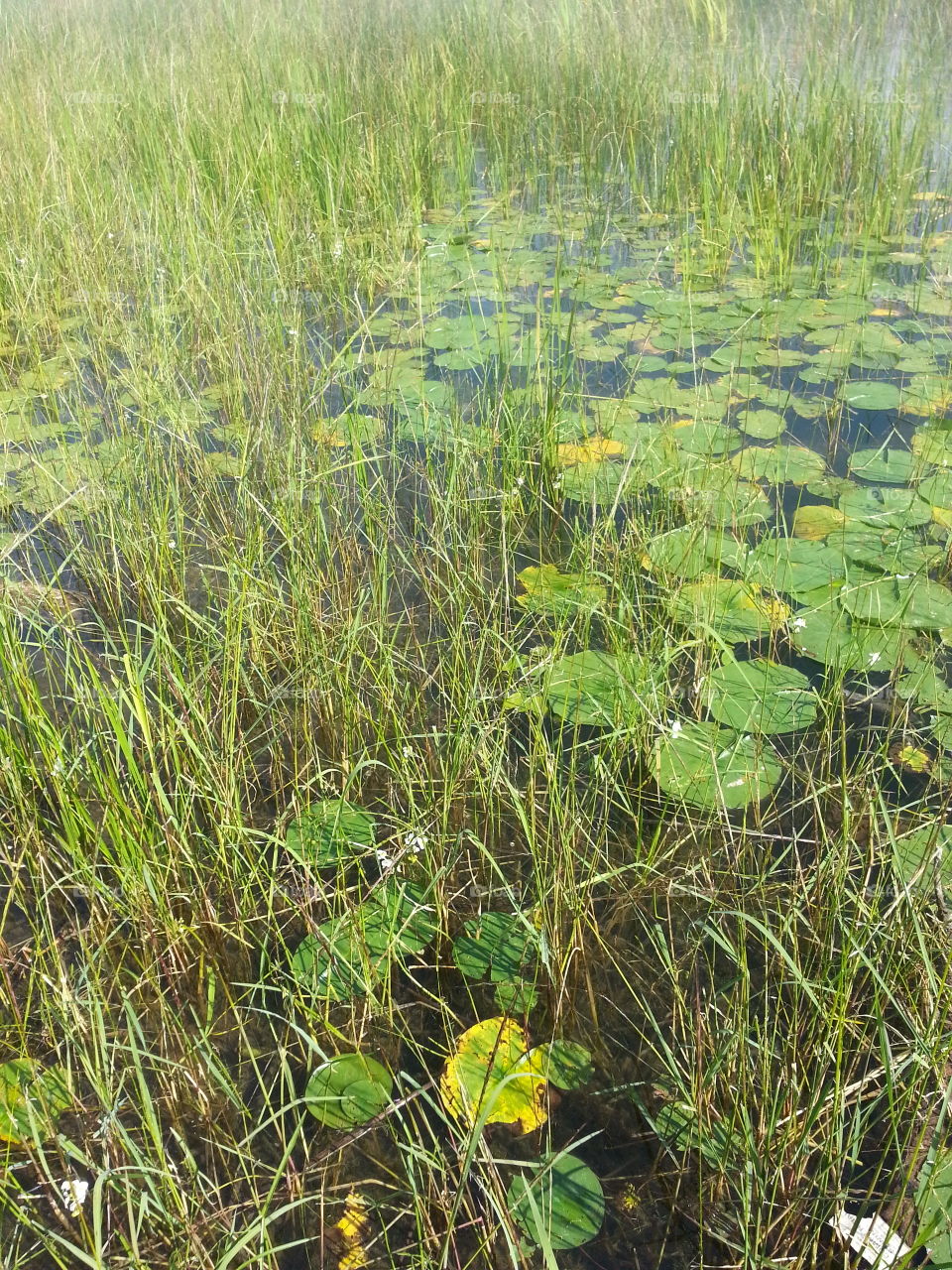 Water foliage on Potato