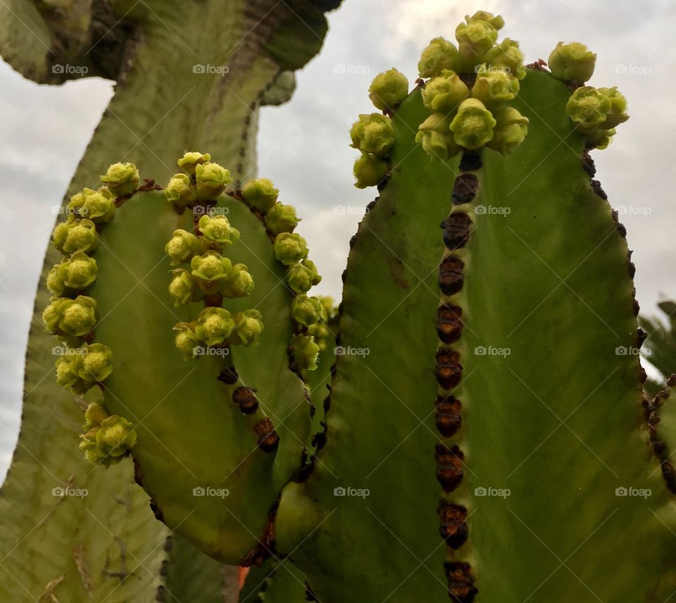 cactus bud closeup