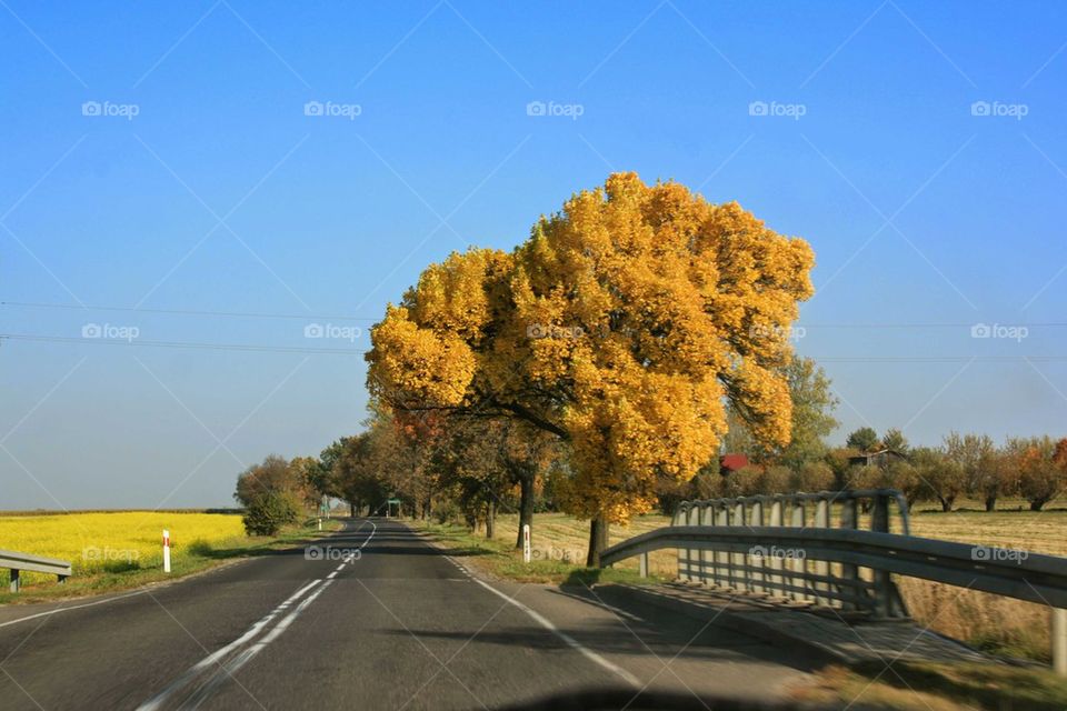 tree with yellow leafs