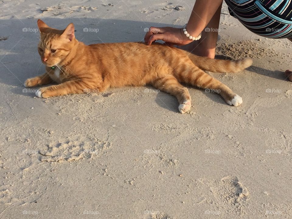 Cat on the beach