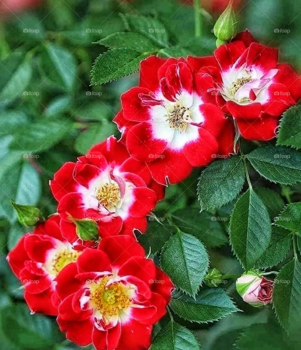 Beautiful red rose