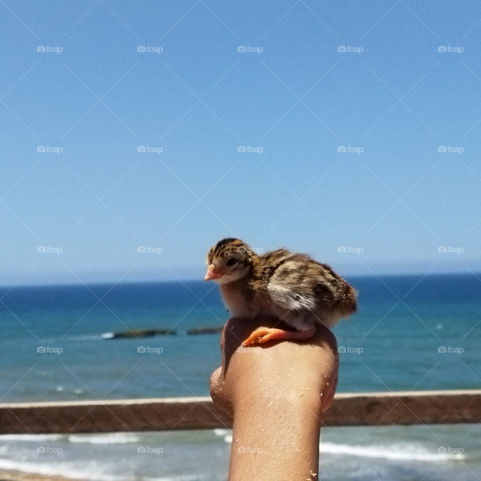 small chiken on my hand