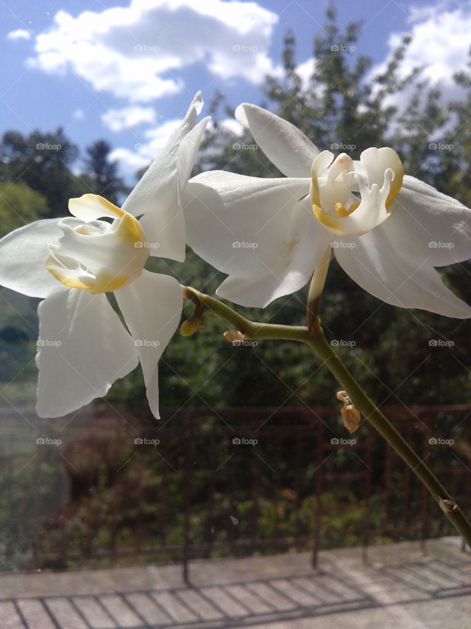 Orchid with a view