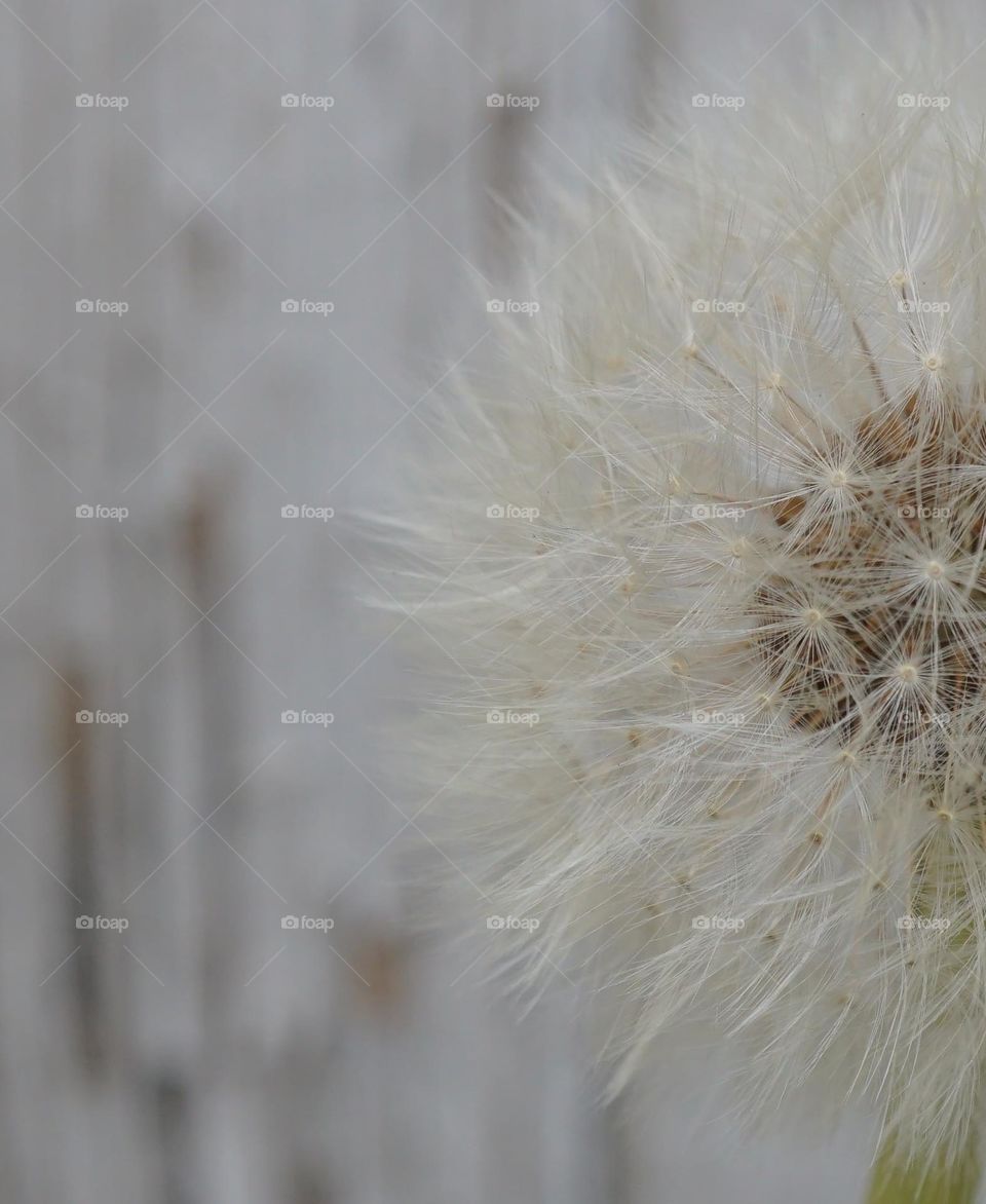 White dandelion clock in full seed 🤍