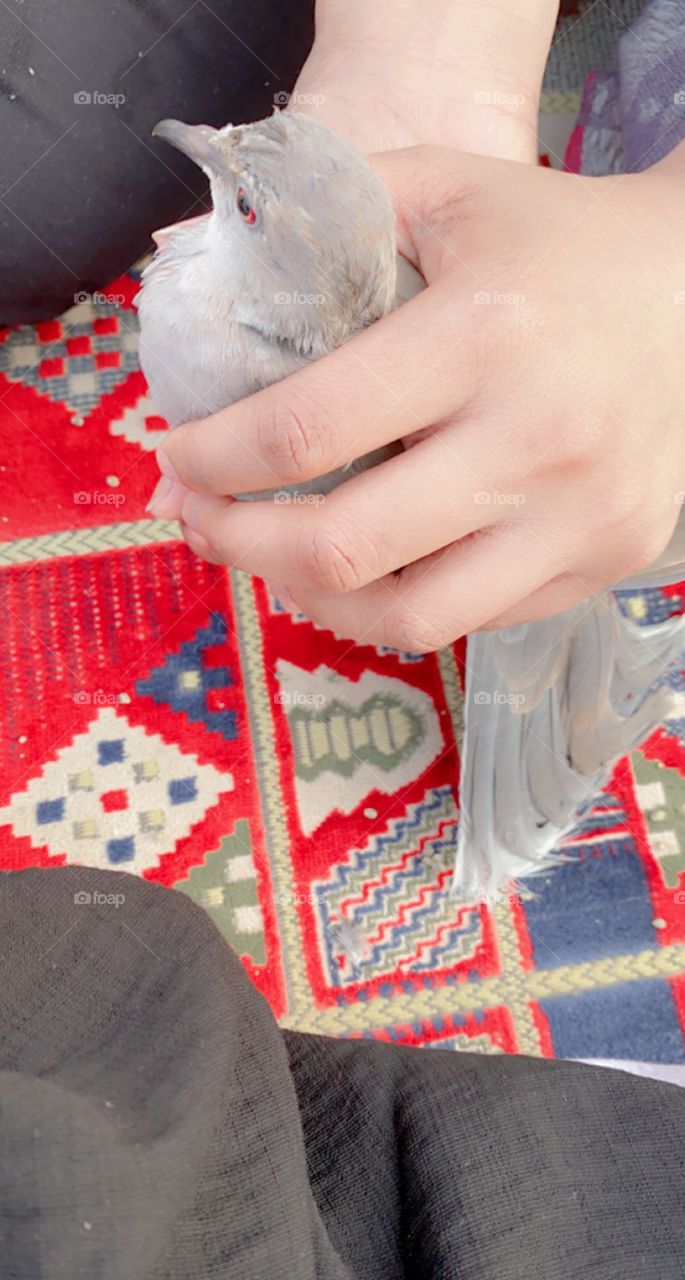 My beautiful bird, I set him free, and he became happier in his environment and his real world. I saved him, and I'm so happy.