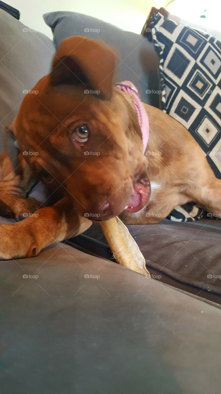 Muffins enjoying her bone !