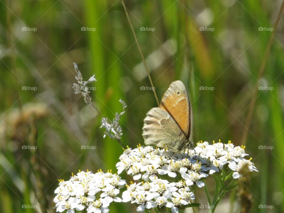 Light brown butterfly on white flowers