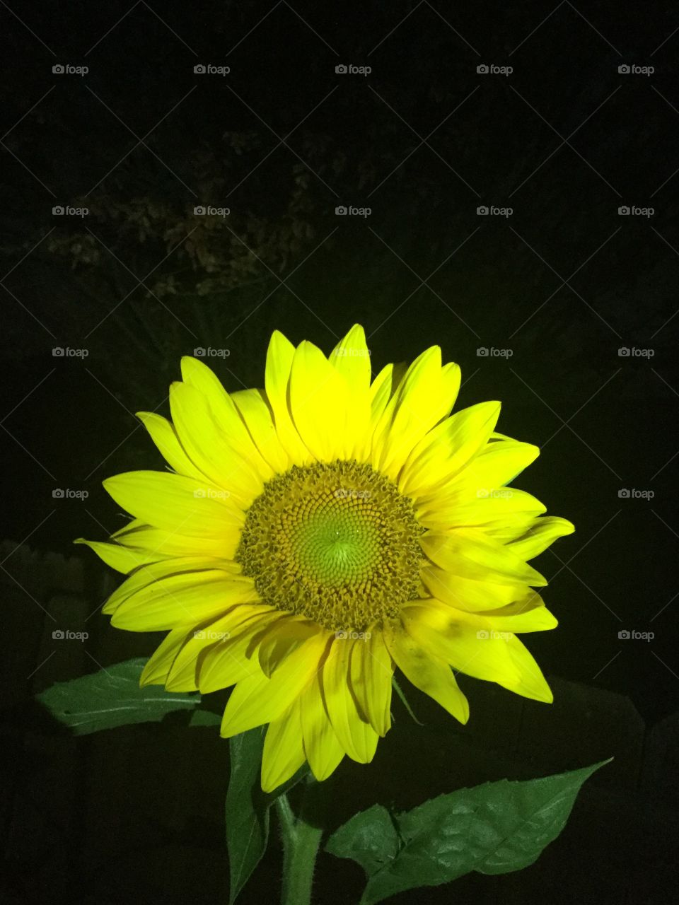 Beautiful summer-time sunflower 