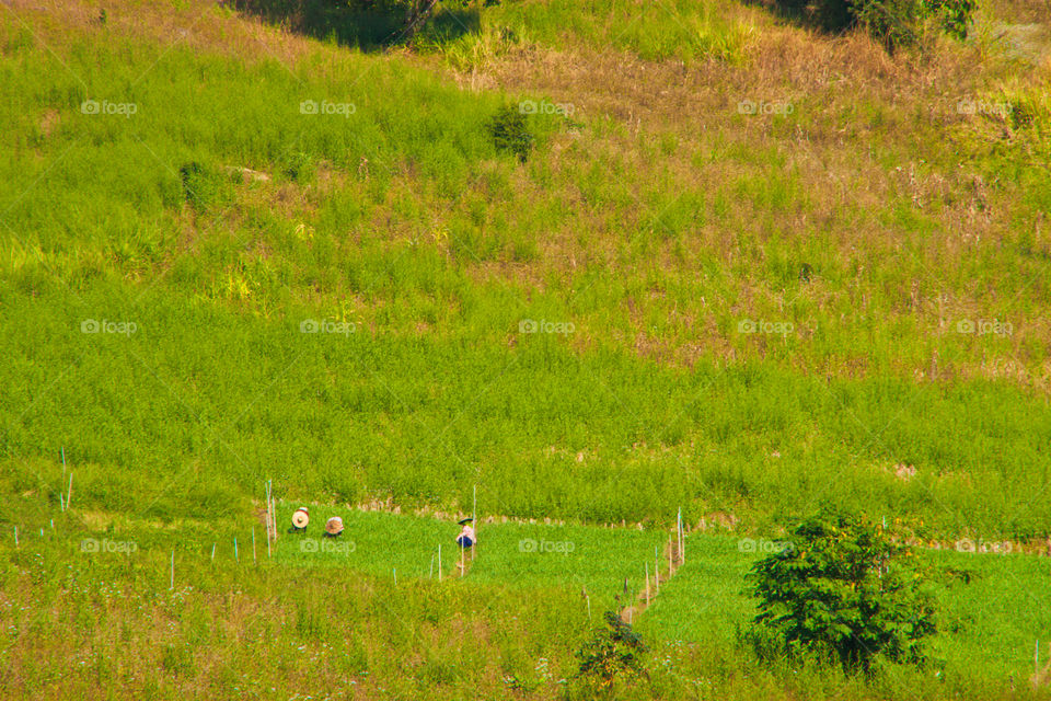 Farmers in rural Thailand.