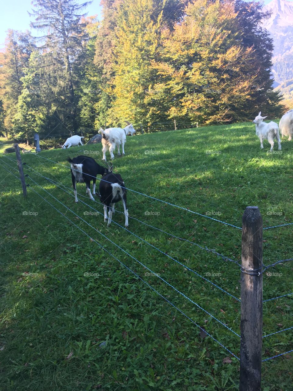 Goats grazing in a fenced off field.