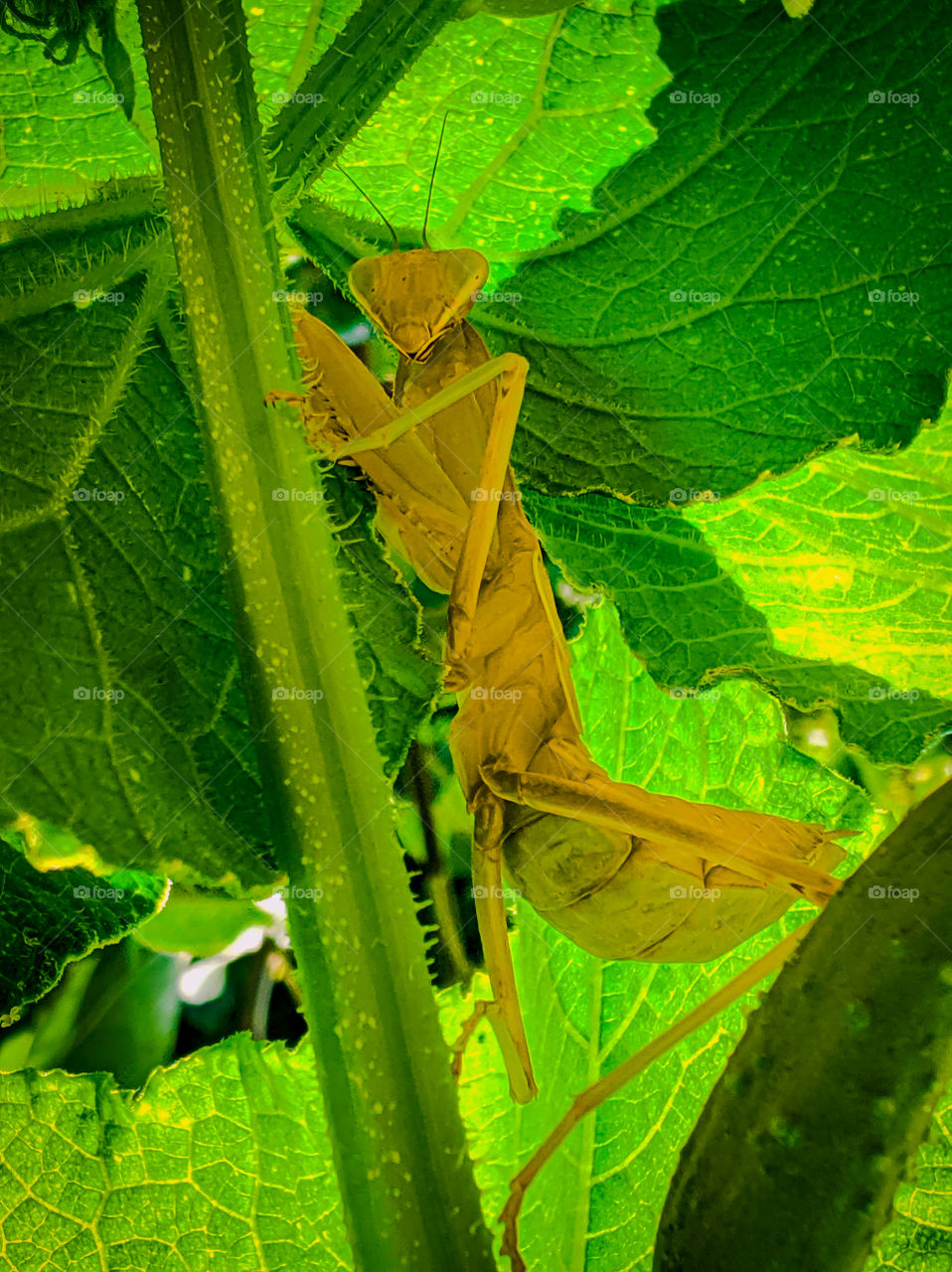 Mantis on a cucumber branch.