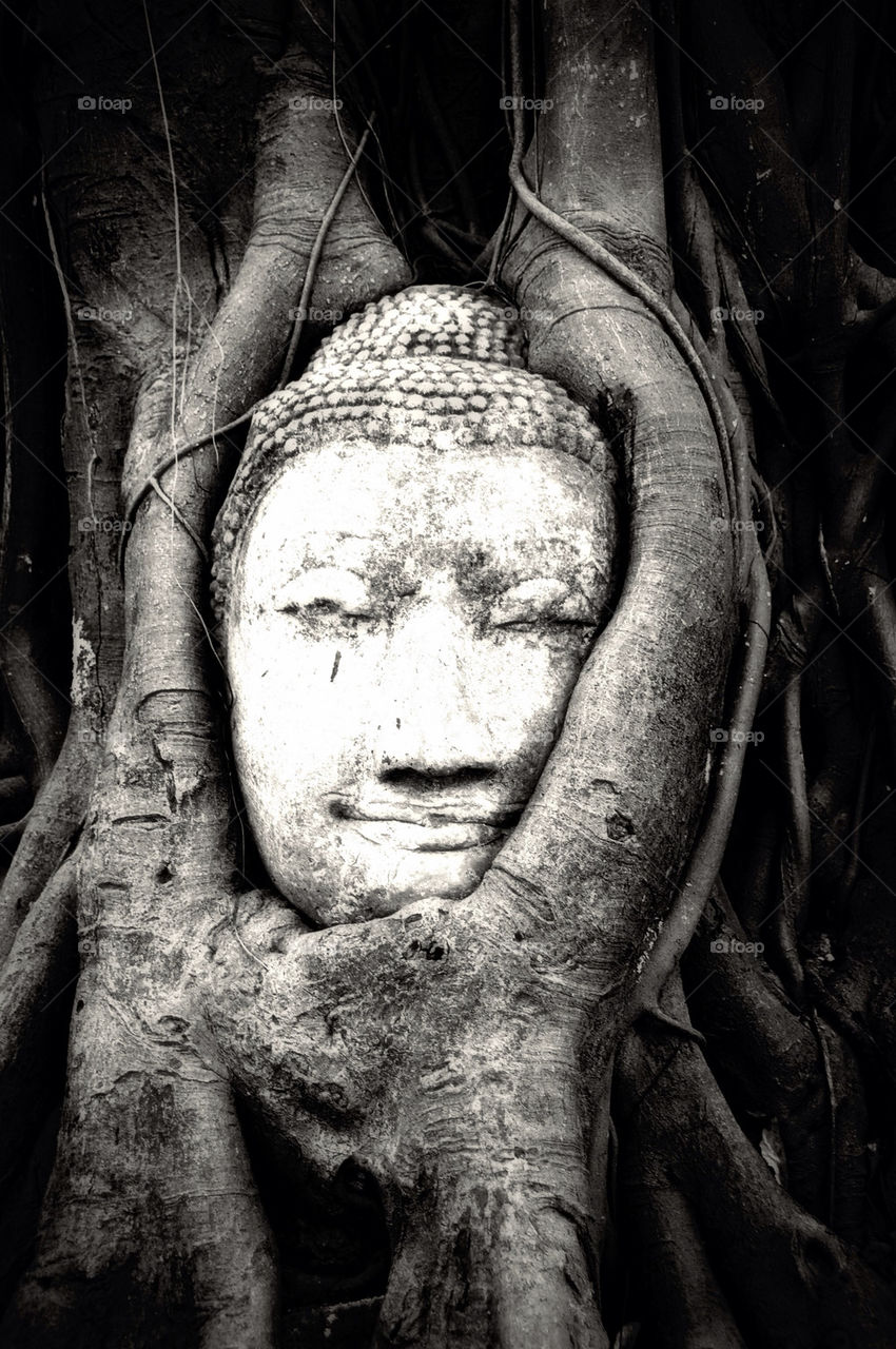 Buddha head in tree root
