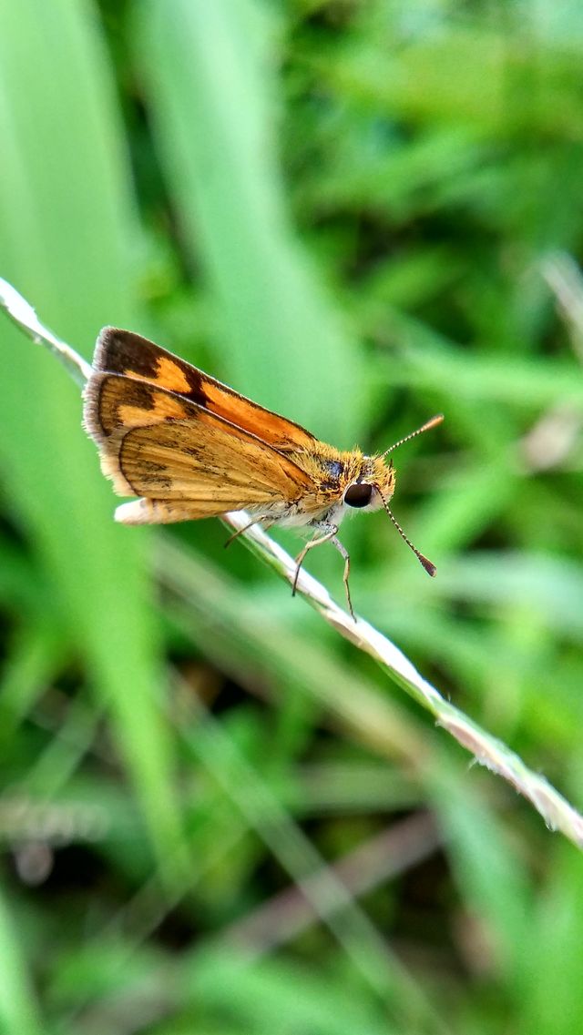butterfly