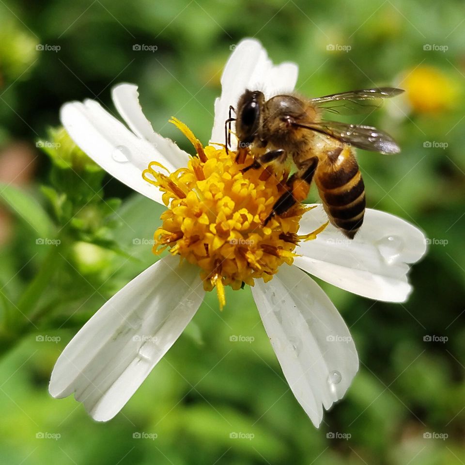 Bee pollinating