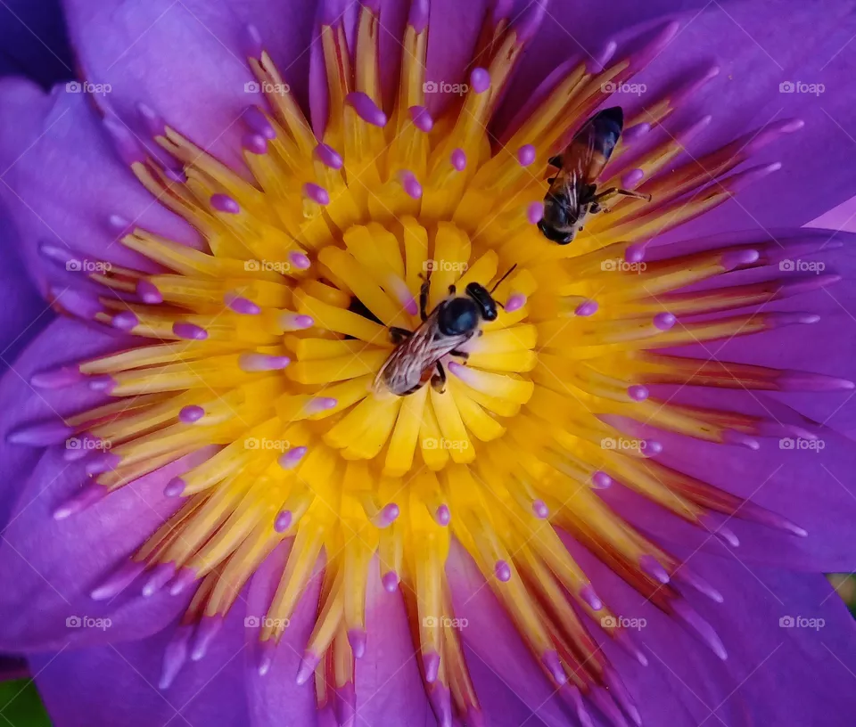bees