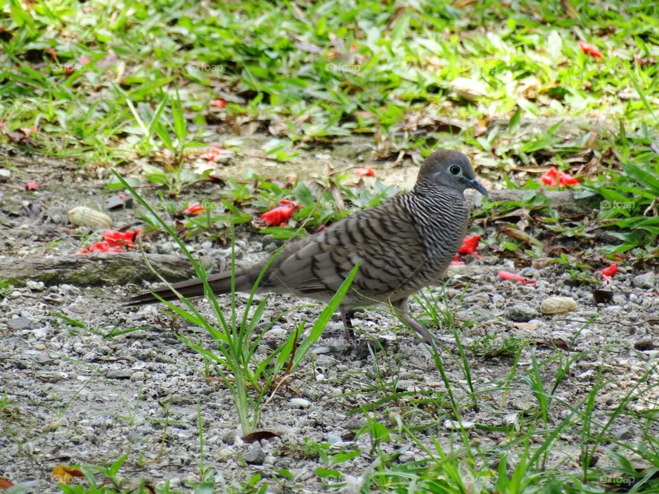 A zebra dove