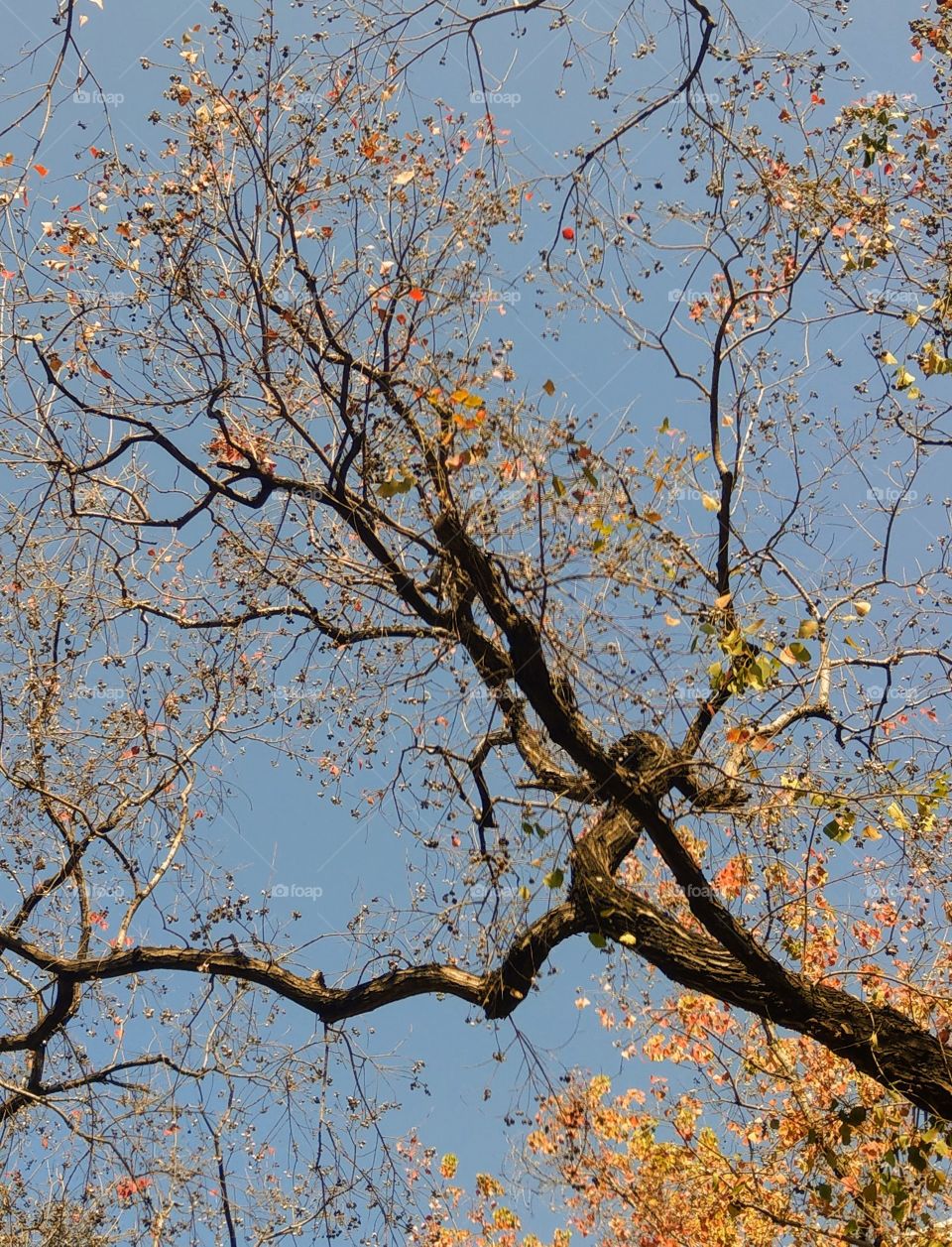 A Chinese tallow tree in winter