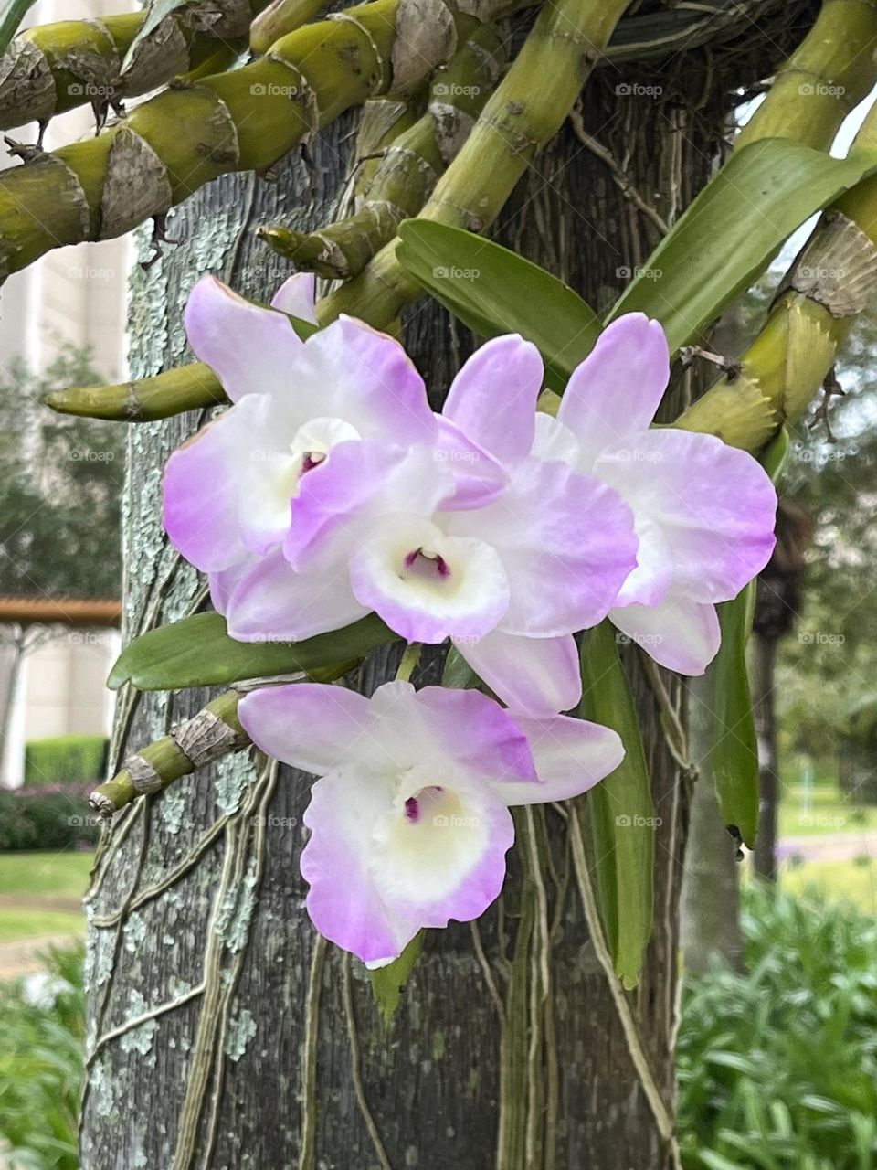 Dendrobium