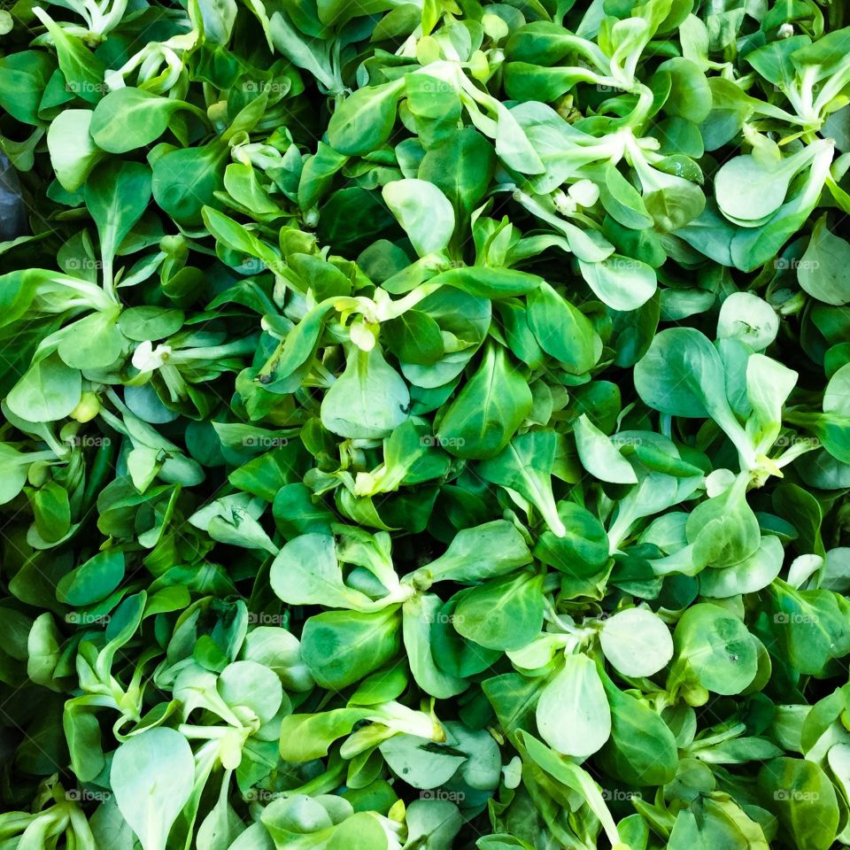 Texture Leaves Salad
