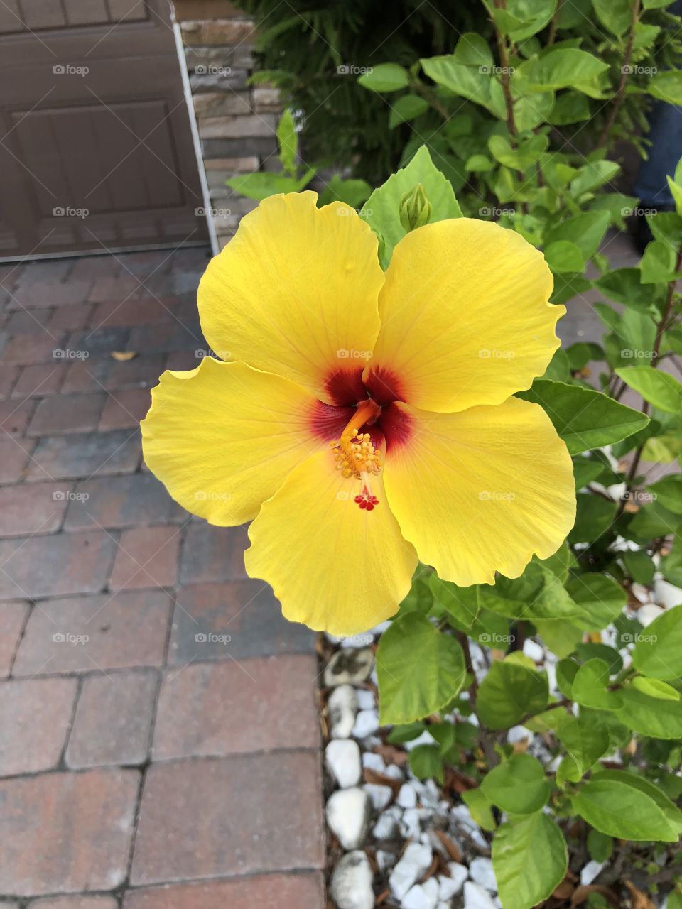 Flor amarilla 